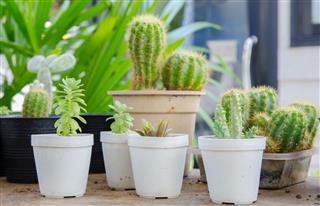 Different Types Of Cactus Plants