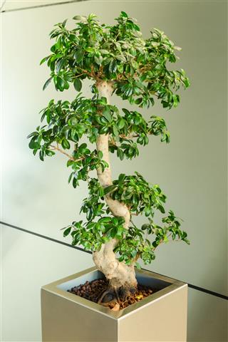 Miniature Ficus Tree