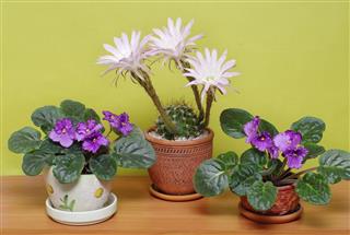 Blooming Cactus And Senpolia Violet