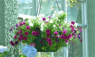 Petunia Flowers In Hanging Flower Pot