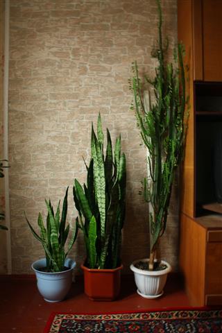 Cactus And Plant Sansevieria