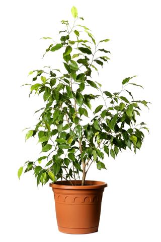 Houseplant Tree In Pot