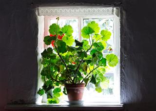 Houseplant On Windowsill