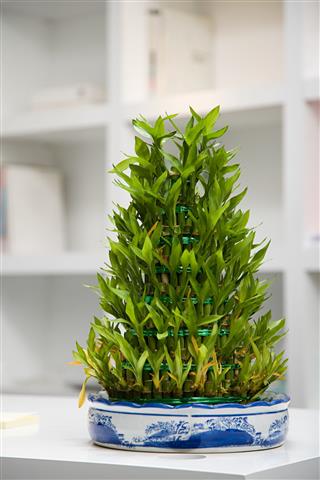 Plant In An Office