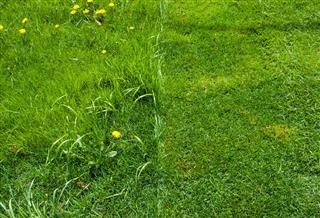 Detail Of Half Of Green Grass Mowed