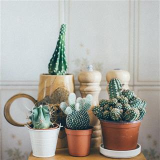 Small Cactus Plants
