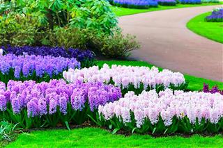 Colorful Hyacinth Flowers