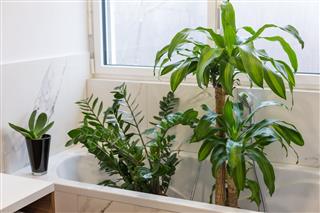 Watering And Washing Indoor Plants