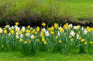 Daffodils In The Park