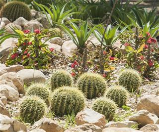 Barrel Cactus Plants