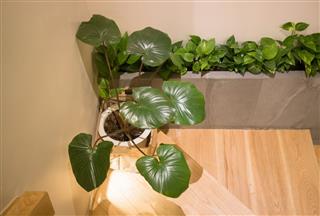 Green Plant In Room