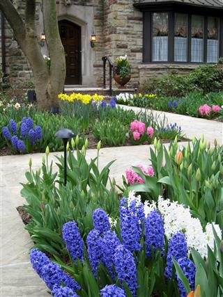 Front Garden With Blue Hyacinths