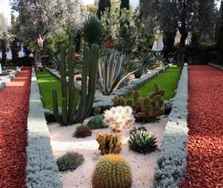 Cactus Lane In Garden