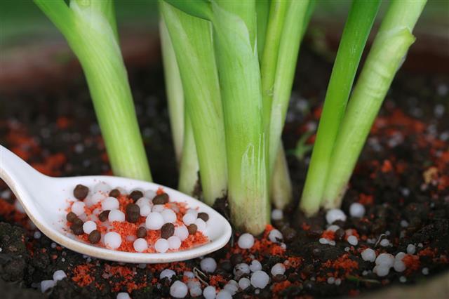 Onion Plant With Chemical Fertilizer