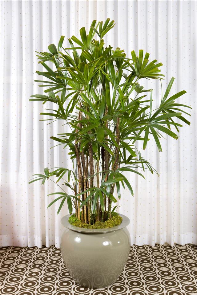 11 Best Tall Indoor Plants How To