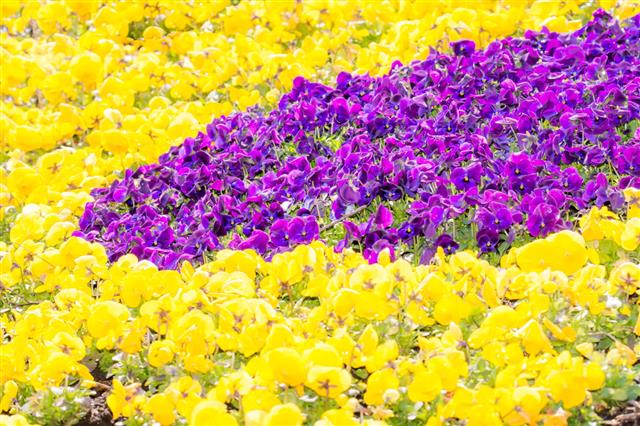 Flowerbed With Pansy Flowers