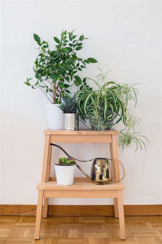 Houseplants And Old Brass Watering Can On The Wooden Stool