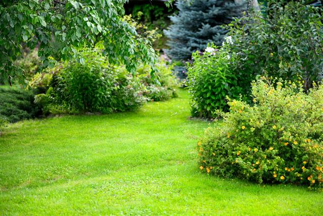 Beautiful Garden With Trees Lawn With Green Grass