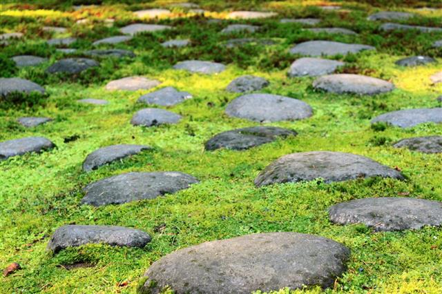 Stepping Stones Surrounded In Moss