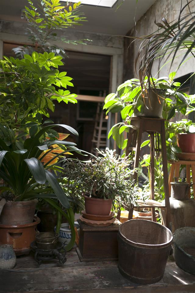 Tropical Houseplants
