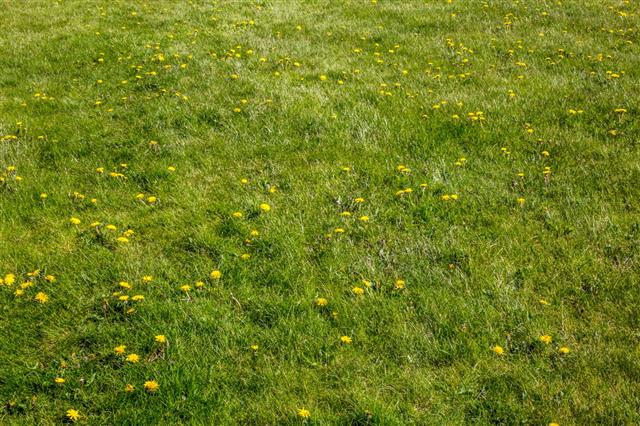 Lawn Covered With Dandelion Weeds