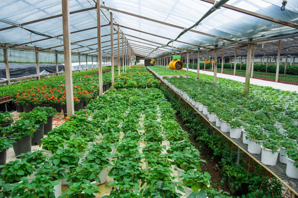 pros and cons of greenhouse farming