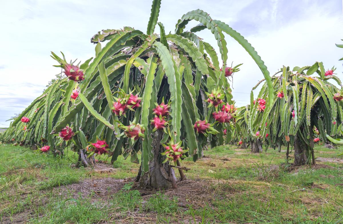 How big do dragon fruit trees grow