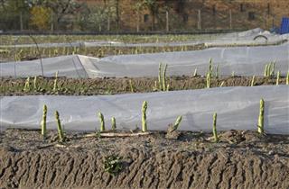 Asparagus Harvest starts