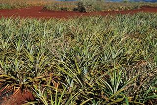 Pineapple plantation in Hawaii