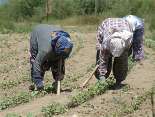 Women Working in farm