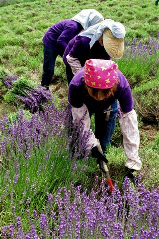 Worker in lavender field