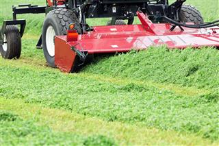 Harvester Cutting Alfalfa