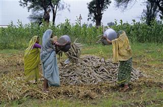 Women farmers carrying corns of Bajari
