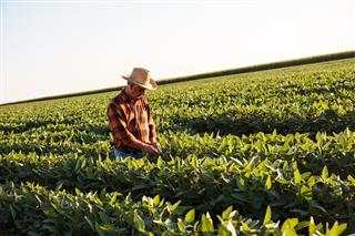 farmer in a field examining crop