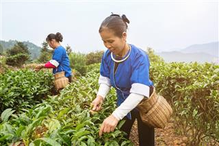 Women Harvesting tea