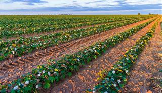 Cotton plants rows in field