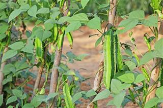 Beans Plant