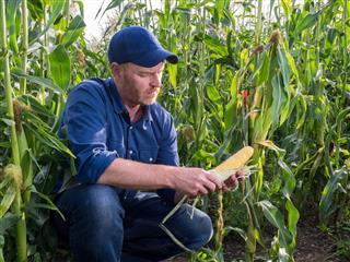 Farmer in a Corn field Inspecting Corn