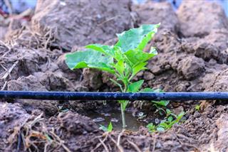 Water irrigation system on eggplant plantation