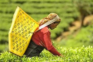 Tea Picker in Nuwara Eliya, Sri Lanka