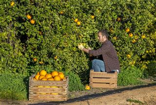 Farmer with a basket of oranges