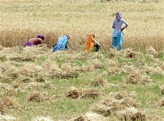 Women harvesting wheat, Rajasthan, India