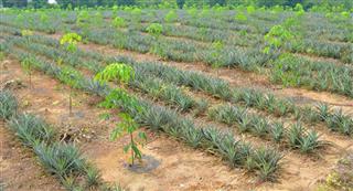 rubber tree with pineapple plantation