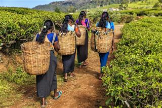 Tamil women crossing plantation near Nuwara Eliya, Ceylon