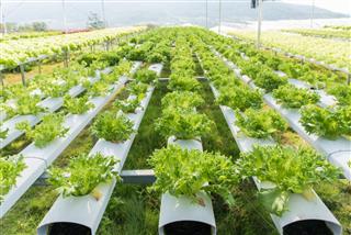Lettuce vegetables in hydroponic farm