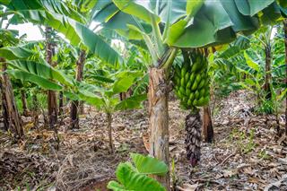 banana bunch on the plantation