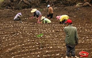 Aboriginal Farm workers in ginger farm