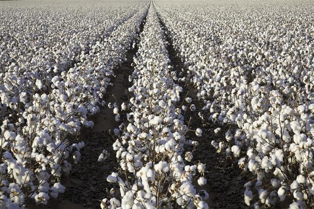 White ripe cotton crop plants