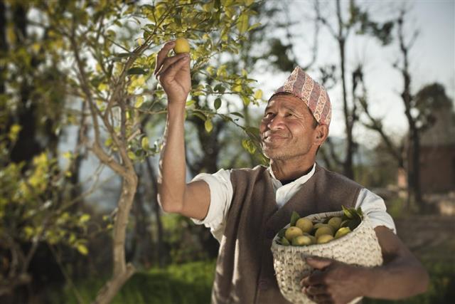 farmer collecting fresh lemon