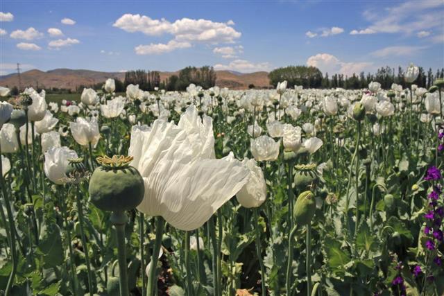Opium field